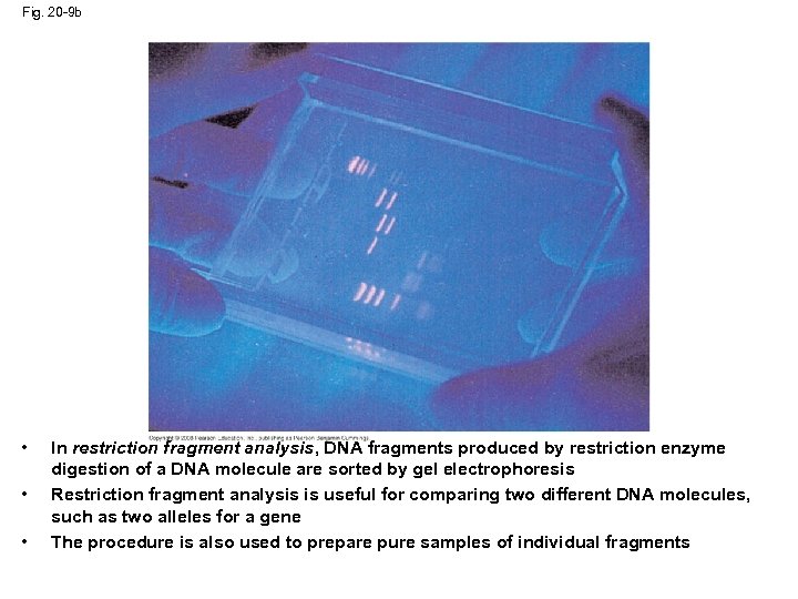 Fig. 20 -9 b • • • In restriction fragment analysis, DNA fragments produced