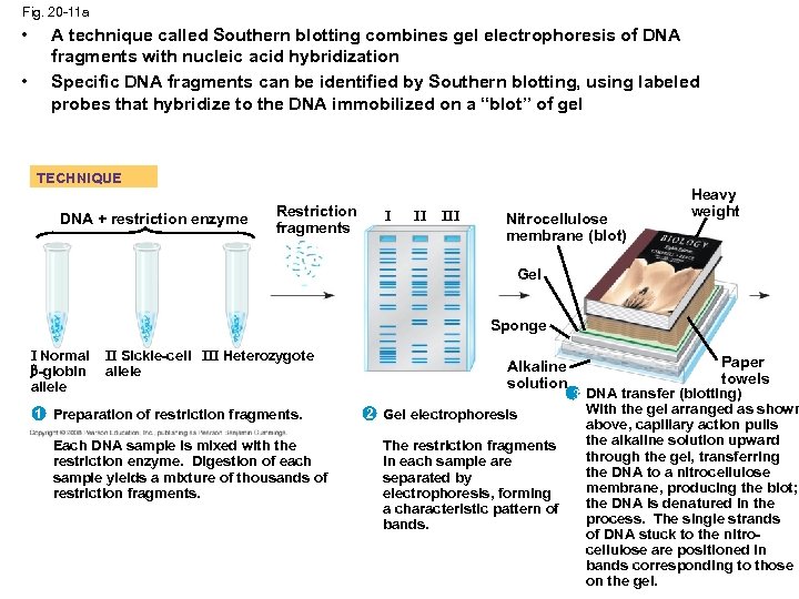 Fig. 20 -11 a • • A technique called Southern blotting combines gel electrophoresis