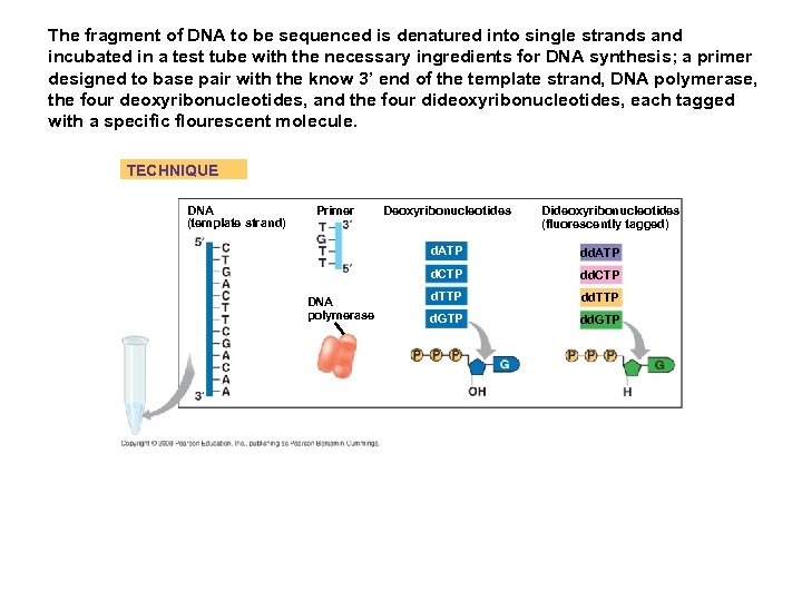The fragment of DNA to be sequenced is denatured into single strands and incubated