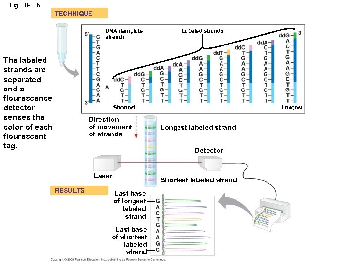 Fig. 20 -12 b TECHNIQUE DNA (template strand) The labeled strands are separated and