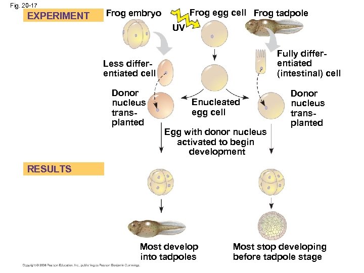 Fig. 20 -17 EXPERIMENT Frog egg cell Frog tadpole Frog embryo UV Less differentiated