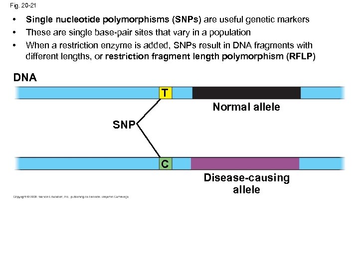 Fig. 20 -21 • • • Single nucleotide polymorphisms (SNPs) are useful genetic markers