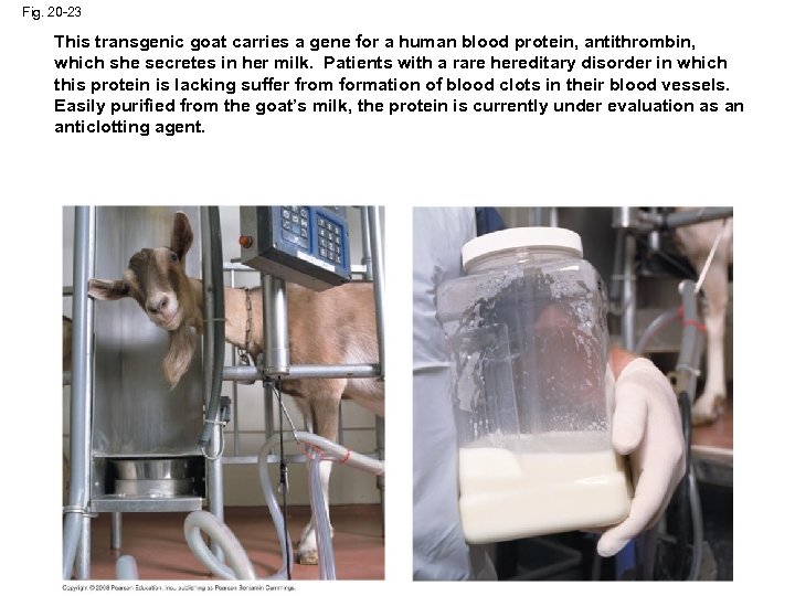 Fig. 20 -23 This transgenic goat carries a gene for a human blood protein,
