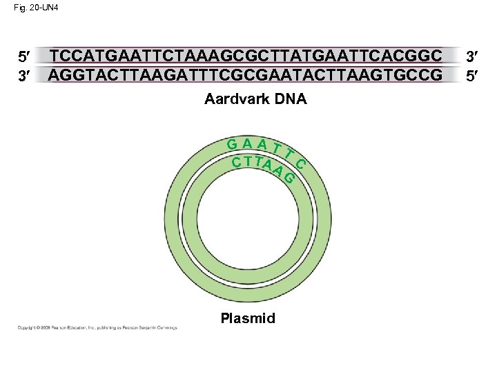 Fig. 20 -UN 4 5 3 TCCATGAATTCTAAAGCGCTTATGAATTCACGGC AGGTACTTAAGATTTCGCGAATACTTAAGTGCCG Aardvark DNA GAATT C T TA