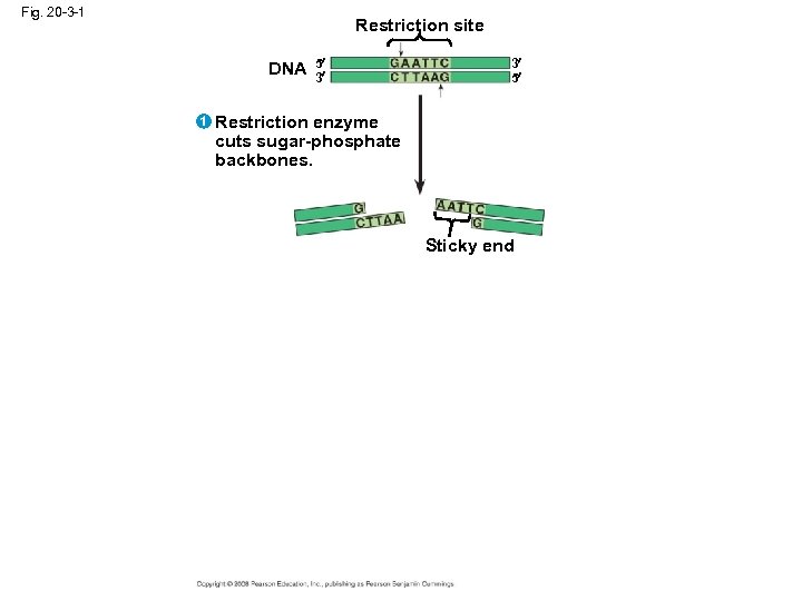 Fig. 20 -3 -1 Restriction site DNA 1 5 3 3 5 Restriction enzyme