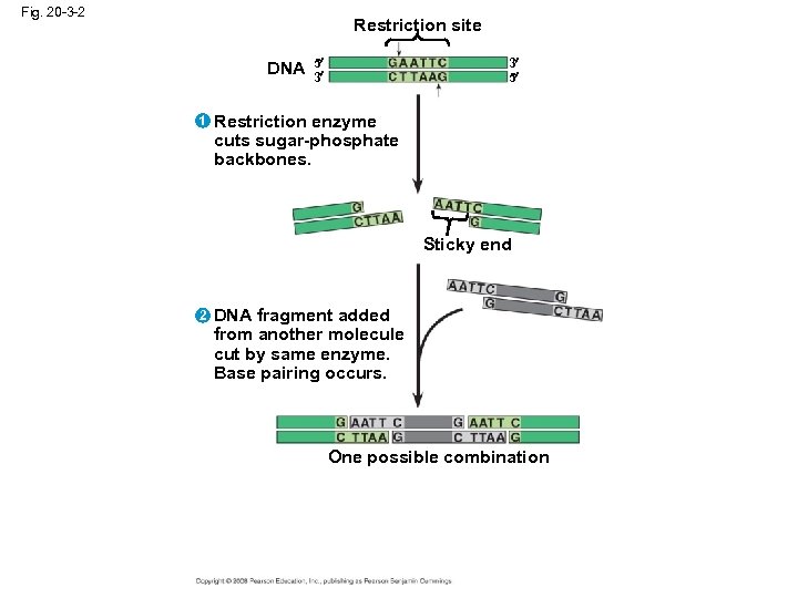 Fig. 20 -3 -2 Restriction site DNA 1 5 3 3 5 Restriction enzyme