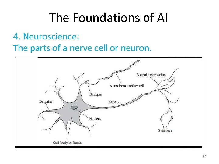 The Foundations of AI 4. Neuroscience: The parts of a nerve cell or neuron.