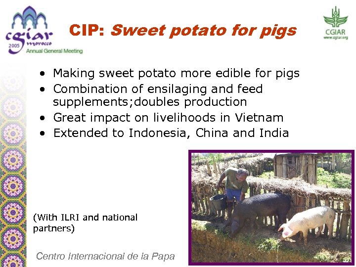 CIP: Sweet potato for pigs • Making sweet potato more edible for pigs •