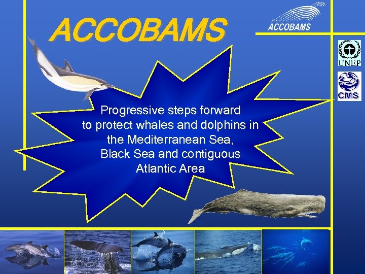 ACCOBAMS Progressive steps forward to protect whales and dolphins in the Mediterranean Sea, Black