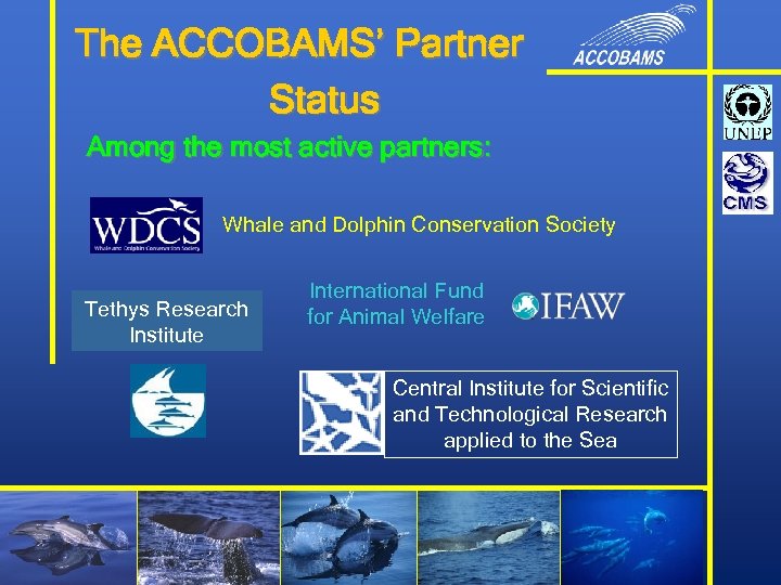 The ACCOBAMS’ Partner Status Among the most active partners: Whale and Dolphin Conservation Society