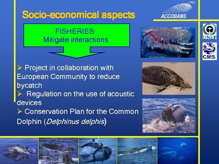 Socio-economical aspects FISHERIES: Mitigate interactions Ø Project in collaboration with European Community to reduce