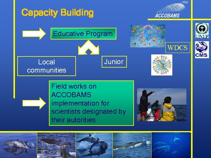 Capacity Building Educative Program WDCS Local communities Junior Field works on ACCOBAMS implementation for