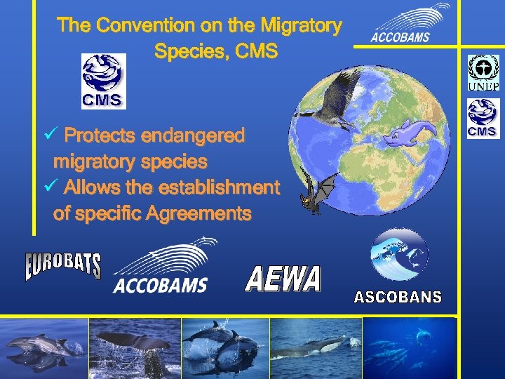 The Convention on the Migratory Species, CMS ü Protects endangered migratory species ü Allows