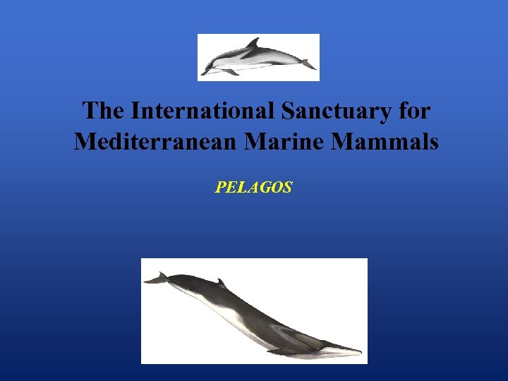 The International Sanctuary for Mediterranean Marine Mammals PELAGOS 