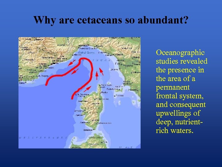 Why are cetaceans so abundant? Oceanographic studies revealed the presence in the area of