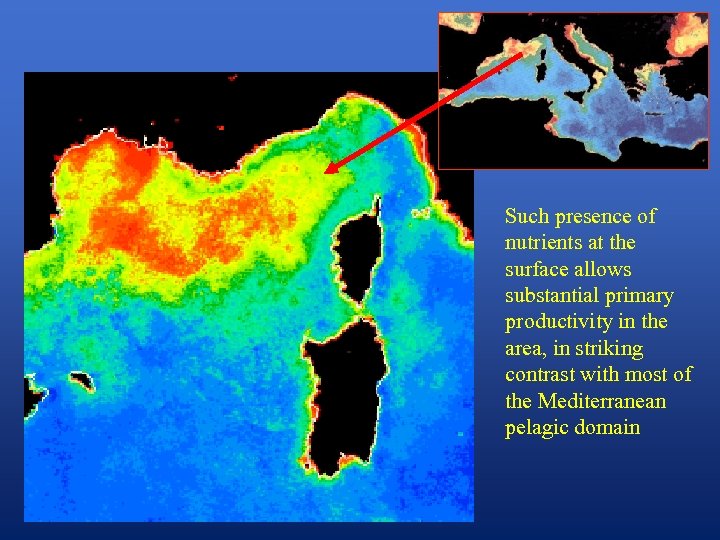 Such presence of nutrients at the surface allows substantial primary productivity in the area,