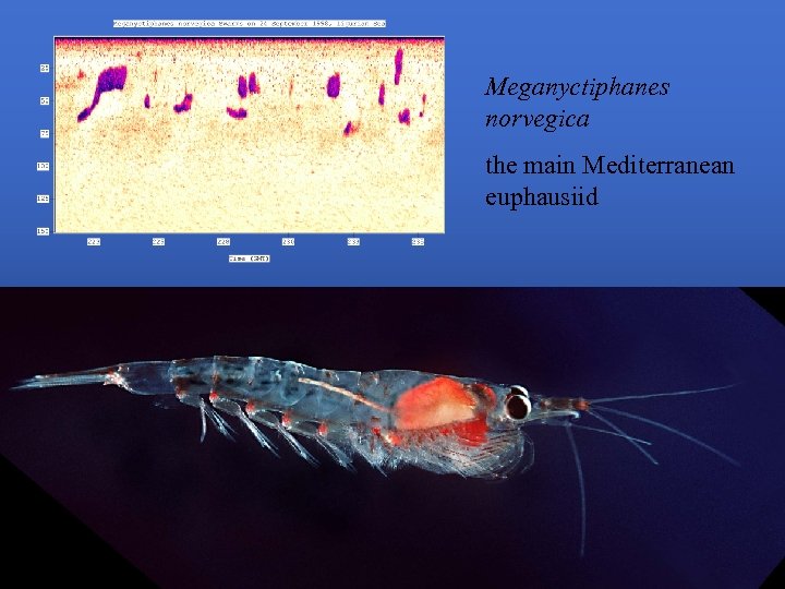 Meganyctiphanes norvegica the main Mediterranean euphausiid 