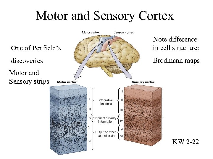 Motor and Sensory Cortex One of Penfield’s Note difference in cell structure: discoveries Brodmann