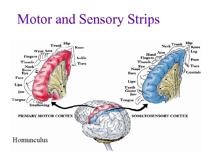Motor and Sensory Strips Homunculus 