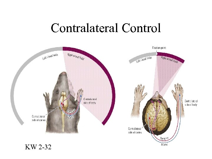 Contralateral Control KW 2 -32 