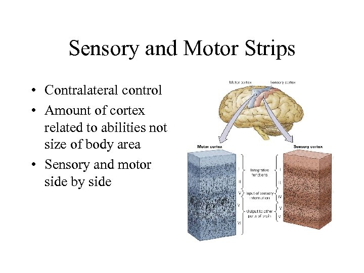 Sensory and Motor Strips • Contralateral control • Amount of cortex related to abilities