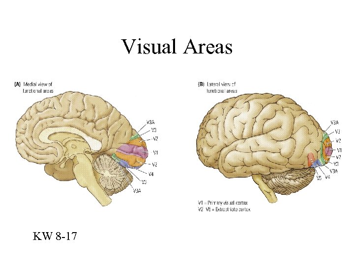 Visual Areas KW 8 -17 