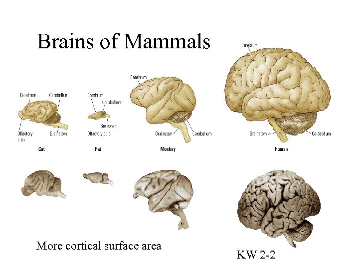 Brains of Mammals More cortical surface area KW 2 -2 