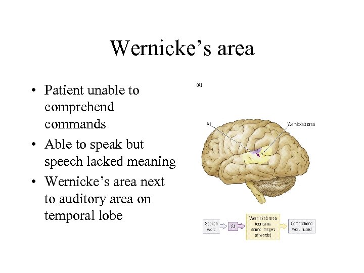 Wernicke’s area • Patient unable to comprehend commands • Able to speak but speech