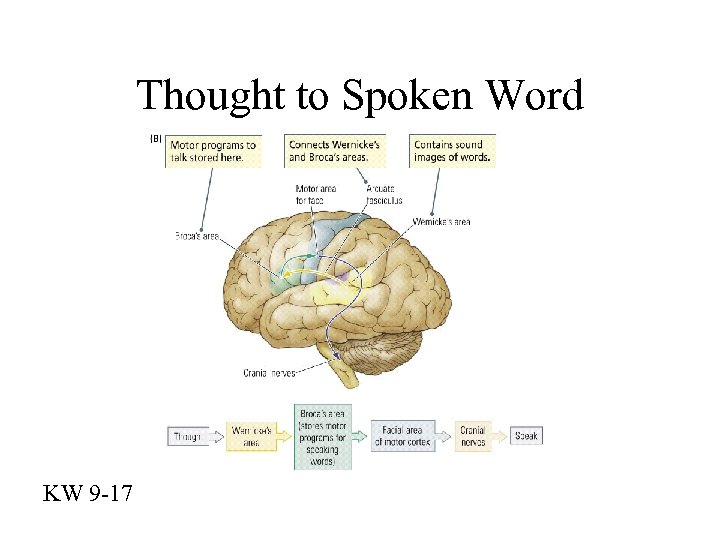 Thought to Spoken Word KW 9 -17 