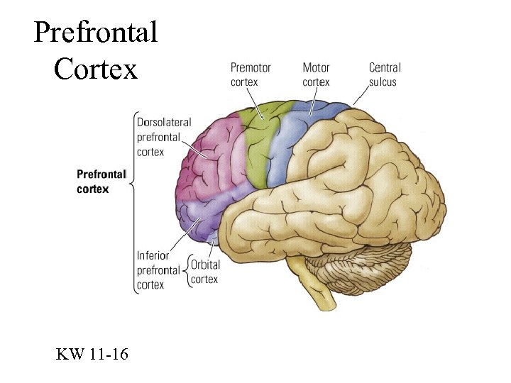 Prefrontal Cortex KW 11 -16 