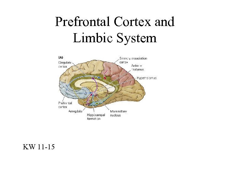Prefrontal Cortex and Limbic System KW 11 -15 