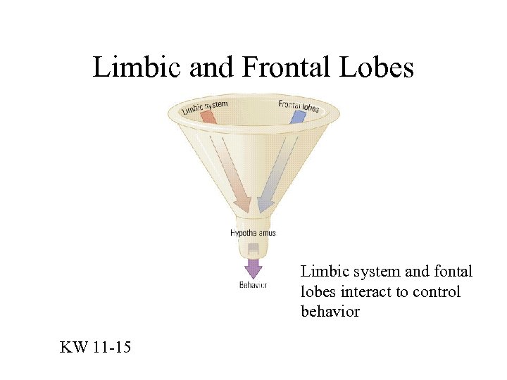 Limbic and Frontal Lobes Limbic system and fontal lobes interact to control behavior KW
