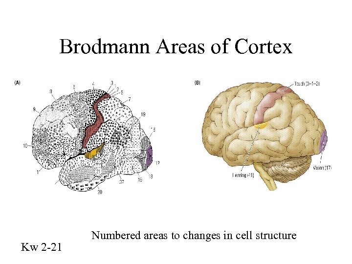 Brodmann Areas of Cortex Kw 2 -21 Numbered areas to changes in cell structure