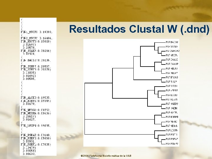 Resultados Clustal W (. dnd) © 2006 Plataforma Bioinformàtica de la UAB 
