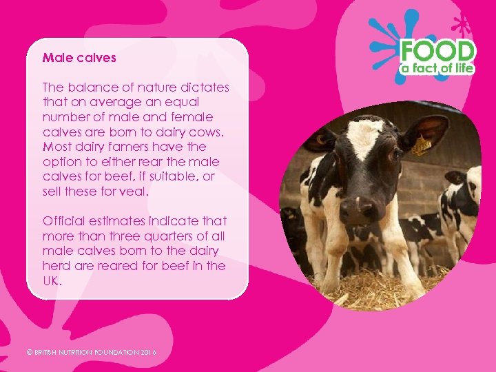 Male calves The balance of nature dictates that on average an equal number of