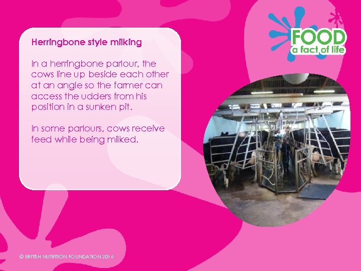 Herringbone style milking In a herringbone parlour, the cows line up beside each other