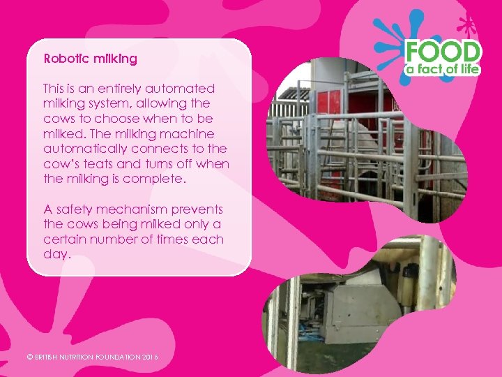 Robotic milking This is an entirely automated milking system, allowing the cows to choose