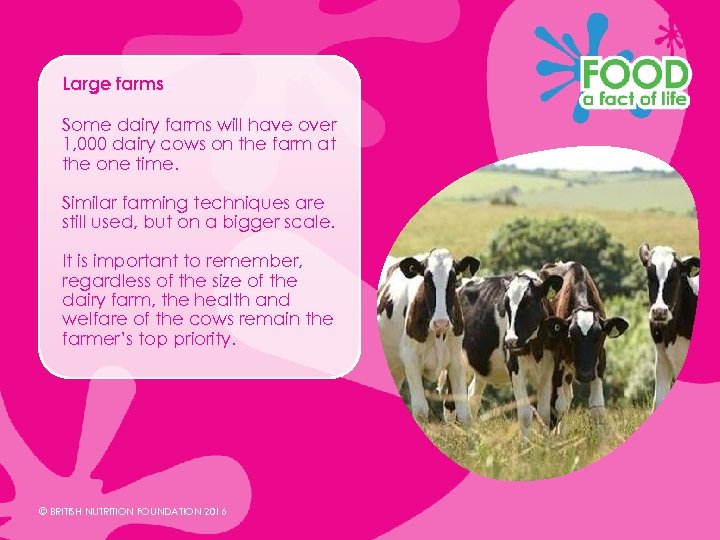 Large farms Some dairy farms will have over 1, 000 dairy cows on the