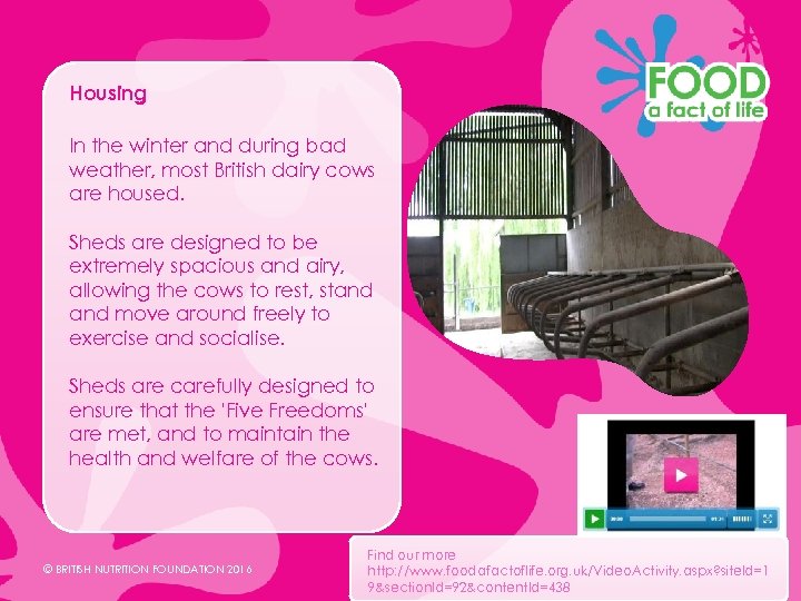 Housing In the winter and during bad weather, most British dairy cows are housed.