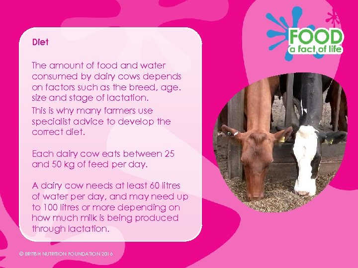 Diet The amount of food and water consumed by dairy cows depends on factors