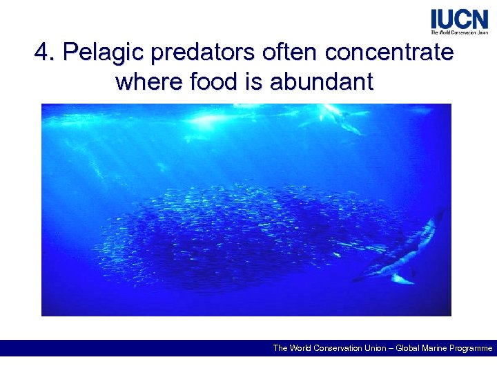 4. Pelagic predators often concentrate where food is abundant The World Conservation Union –