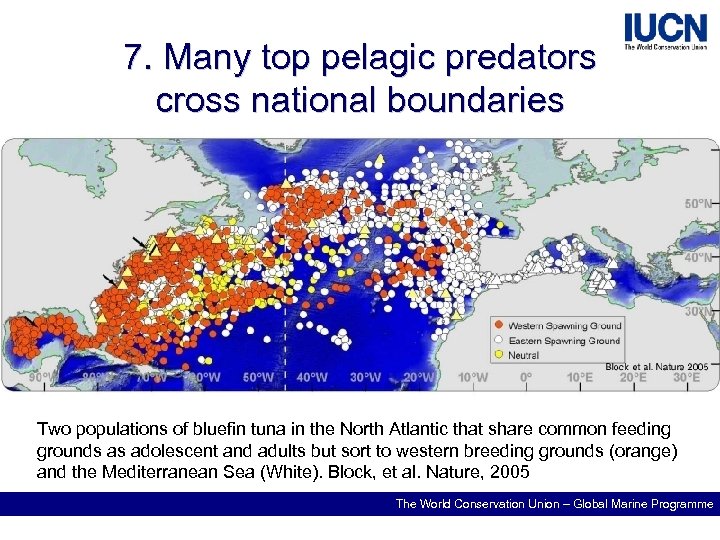 7. Many top pelagic predators cross national boundaries Two populations of bluefin tuna in