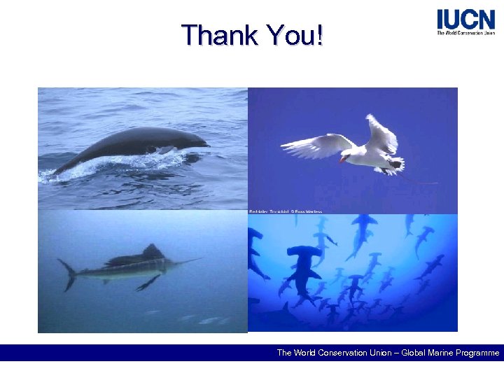 Thank You! The World Conservation Union – Global Marine Programme 
