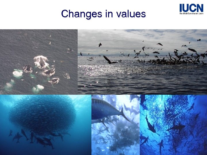 Changes in values The World Conservation Union – Global Marine Programme 