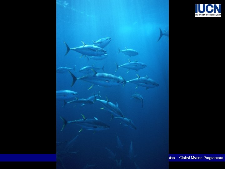 The World Conservation Union – Global Marine Programme 