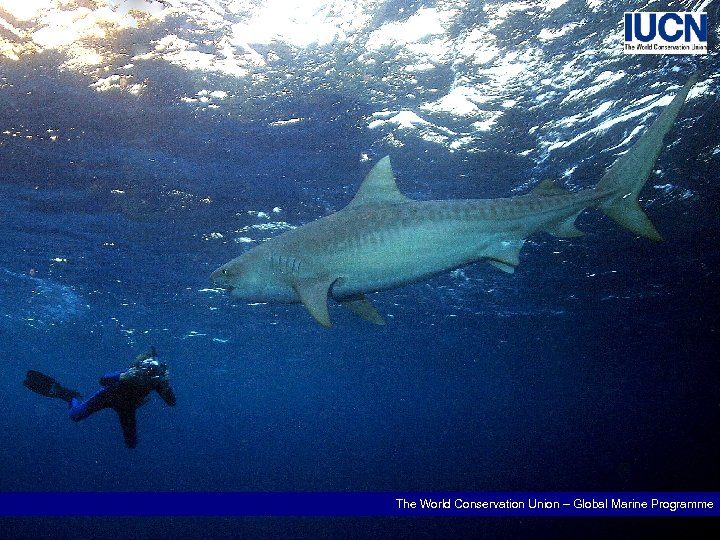The World Conservation Union – Global Marine Programme 