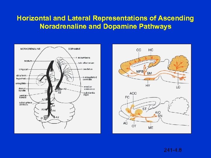 Horizontal and Lateral Representations of Ascending Noradrenaline and Dopamine Pathways 241 -4. 8 