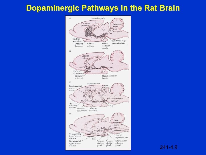 Dopaminergic Pathways in the Rat Brain 241 -4. 9 