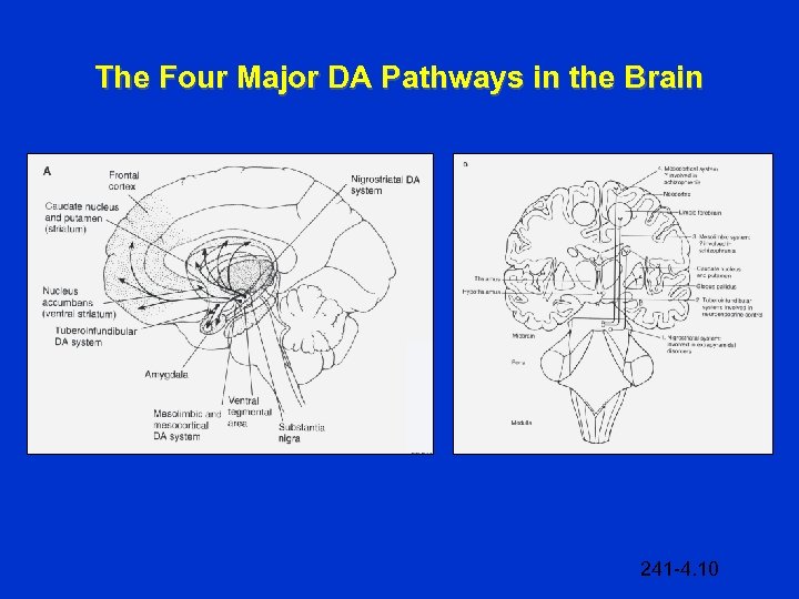 The Four Major DA Pathways in the Brain 241 -4. 10 