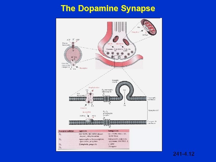 The Dopamine Synapse 241 -4. 12 